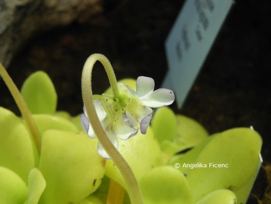 Pinguicula agnata, Blüte, © Mag. Angelika Ficenc