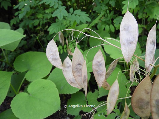 Lunaria redivia  © Mag. Angelika Ficenc