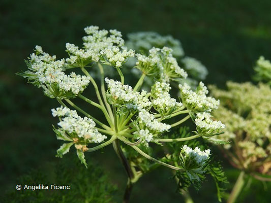 Selinum wallichianum - Kaschmirdolde, Blütendolde