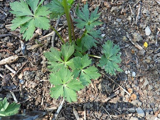 Trollius ledebourii, Laubblätter  © Mag. Angelika Ficenc