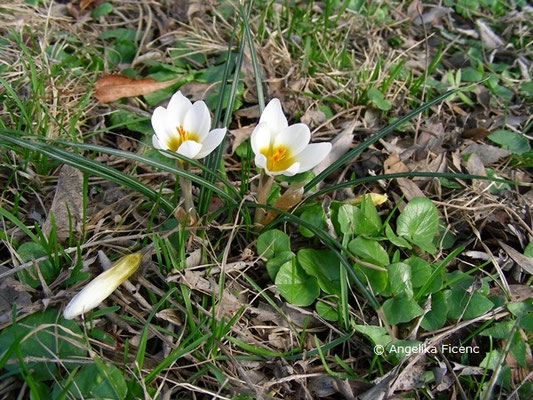 Crocus chrysanthus "Snow Bunting" - Kleiner Krokus   © Mag. Angelika Ficenc