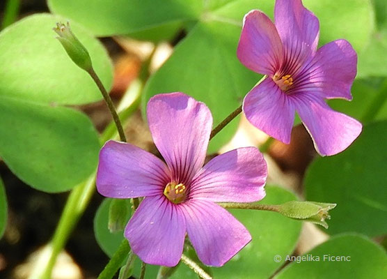 Oxales pink - Blüten  © Mag. Angelika Ficenc