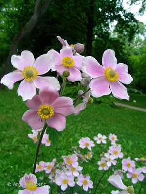 Anemone hupehensis, Blütenstand   © Mag. Angelika Ficenc