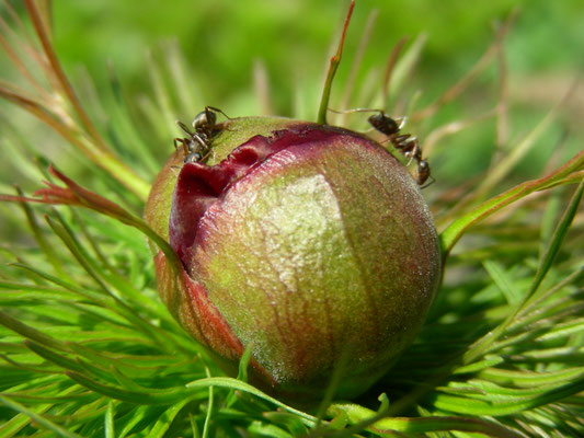 Paeonia tenuifolia - Schmalblättrige Pfingstrose  © Mag. Angelika Ficenc