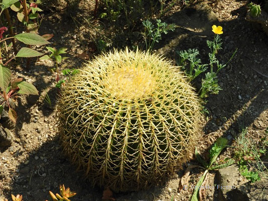 Echinocactus grusonii - Schwiegermuttersessel  © Mag. Angelika Ficenc