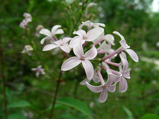 Syringa x persica ( S. vulgaris x S. lanciniata) - Balkan Flieder, © Mag. Angelika Ficenc