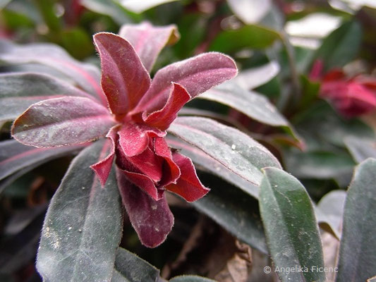 Euphorbia amygdaloides "Purpurea" - Mandel-Wolfsmilch  © Mag. Angelika Ficenc