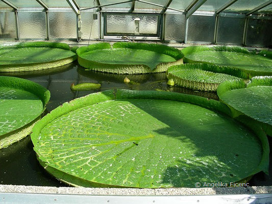 Victoria amazonica - Viktoria, Riesenseerose  © Mag. Angelika Ficenc