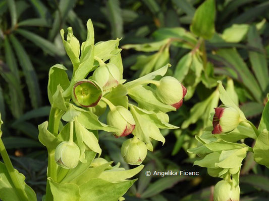 Helleborus foetidus  © Mag. Angelika Ficenc