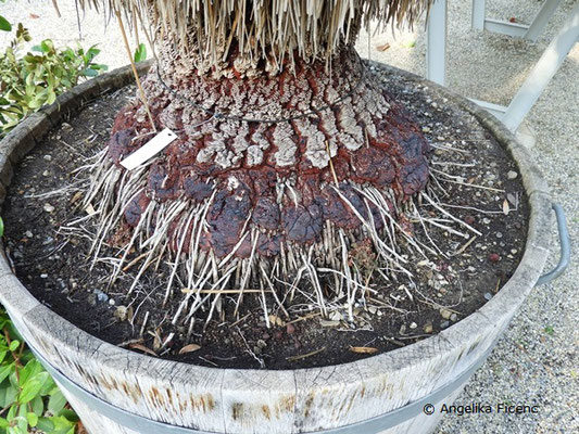 Australischer Grasbaum, Xanthorrhoea glauca subsp. glauca, © Mag. Angelika Ficenc