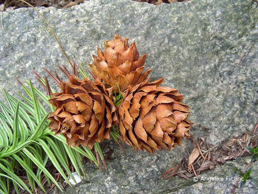 Picea glauca © Mag. Angelika Ficenc