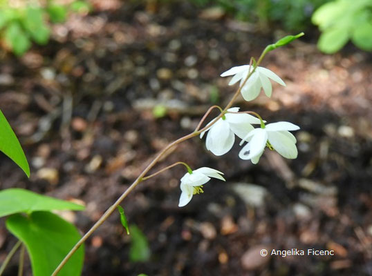 Epimedium diphyllum ssp. kitamuranum - Zweiblättrige Elefenblume, Blütenstand  © Mag. Angelika Ficenc