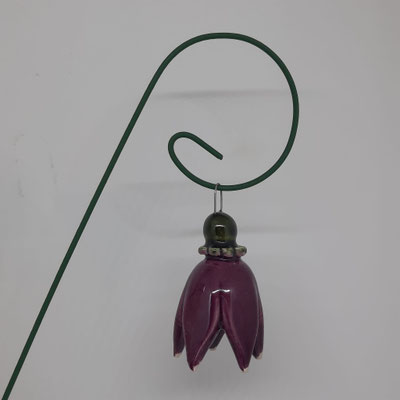 Viola