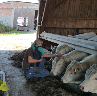 Dirk und Philip streicheln die Charolais Bullen