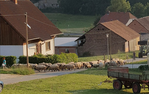 Eine Schafherde zieht zwischen Reitanlage und Sonnenhof vorbei