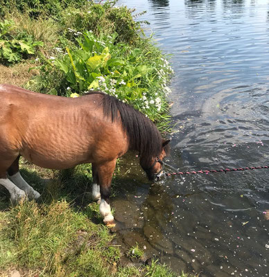 Unser Hof-Pony Gismo liebt baden