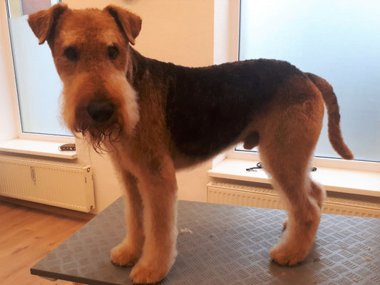 Airdale Terrier Djuke