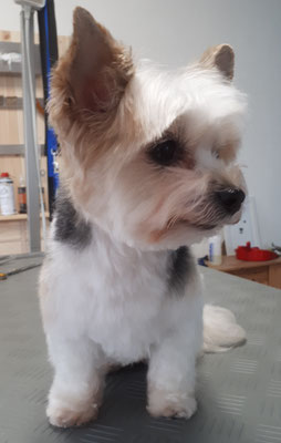 Yorki Lotte