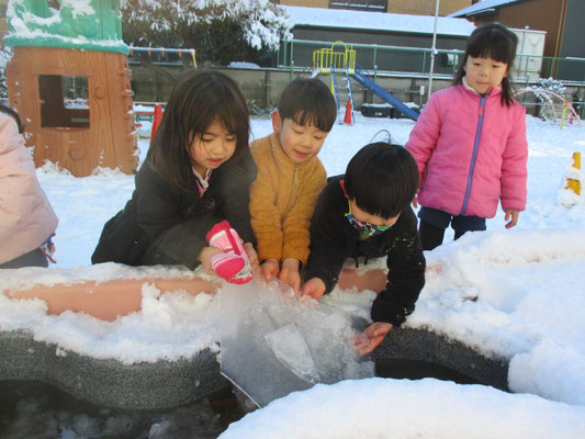 金魚の池の水も氷になりました