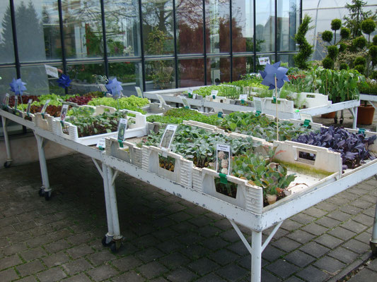 Salat und Gemüsepflanzen