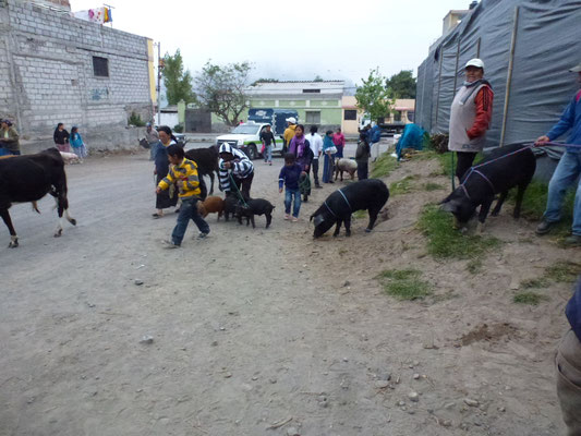 Marché aux animaux