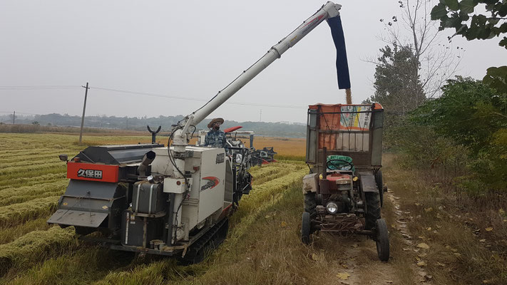 Moissonneuse batteuse sur chenilles pour le riz