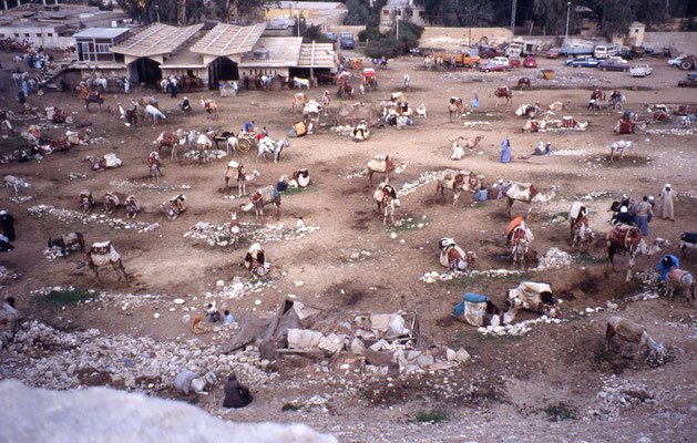 Près des pyramides de Giseh, les montures attendent les touristes (ânes, chameaux et chevaux)