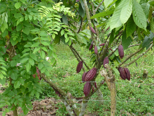 Cabosses de cacao