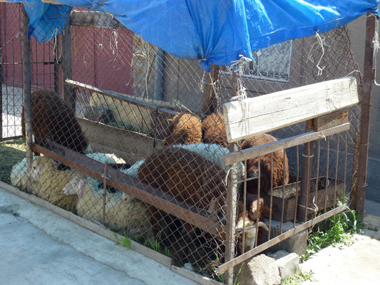 Moutons en attente sur la rue près de la boucherie.