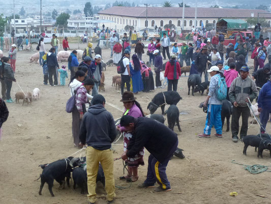 Marché aux animaux