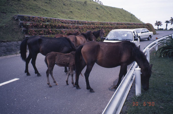 Chevaux en liberté