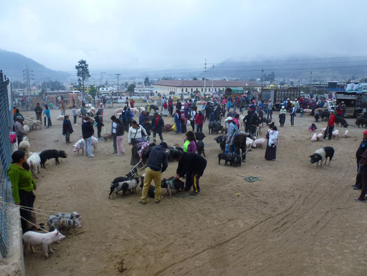 Marché aux animaux