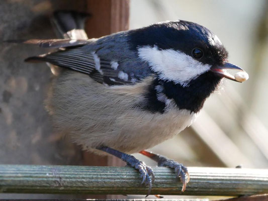 Tannenmeise am Vogelhaus