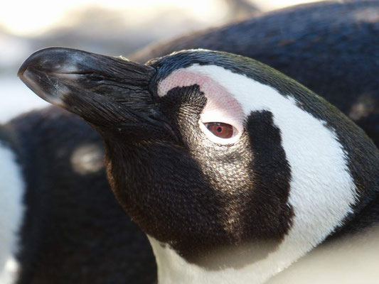 Die ersten Pinguine