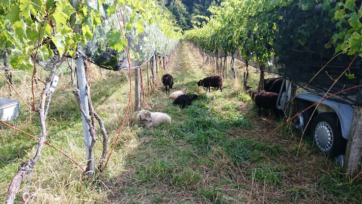 Biodynamischer Weinbau, garantiert keine Pestizide und dank Piwi kaum mehr spritzen