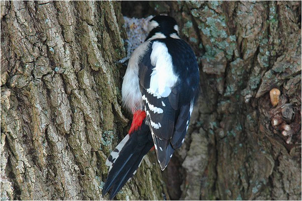 BUNTSPECHT, GREAT SPOTTED WOODPECKER, DENDROCOPOS MAJOR