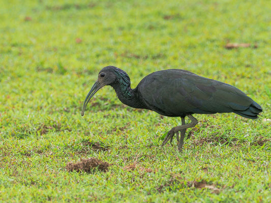 GRÜNIBIS, GREEN IBIS, MESEMBRINIBIS CAYENNENSIS