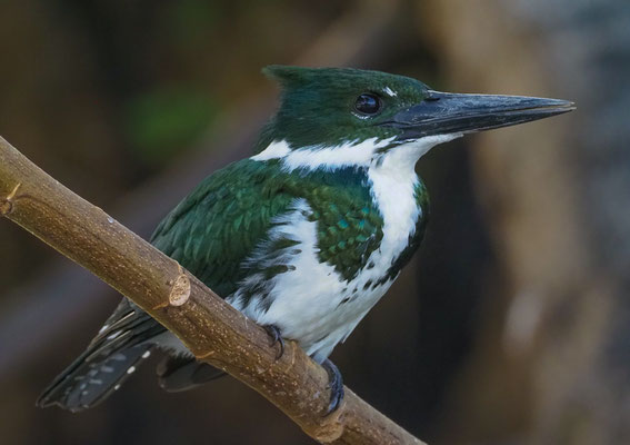 AMAZONASFISCHER, AMAZON KINGFISHER, CHLOROCERYLE AMAZONA