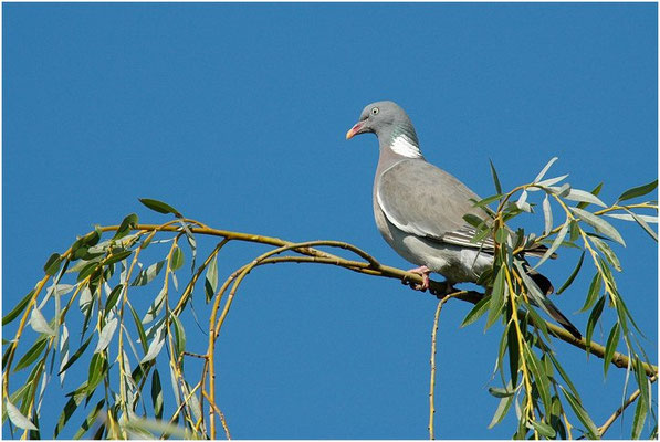 RINGELTAUBE, WOOD PIGEON,  COLUMBA PALUMBUS