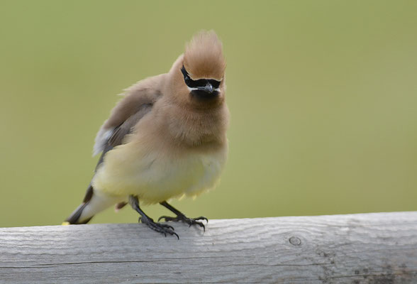 Zedernseidenschwanz - Cedar Waxwing (Bombycilla cedrorum