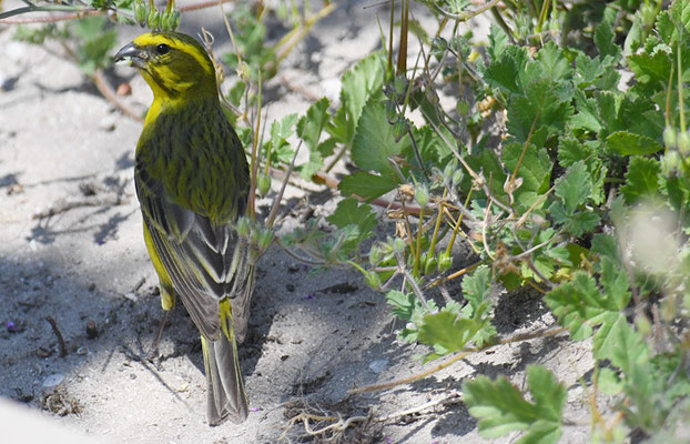 SCHWEFELGIRLITZ, BRIMSTONE CANARY, CRITHAGRA SULPHURATA