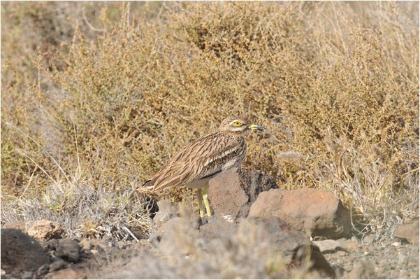 TRIEL, STONE CURLEW, BURHINUS OEDICNEMUS