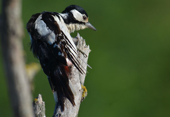 BUNTSPECHT, GREAT SPOTTED WOODPECKER, DENDROCOPOS MAJOR