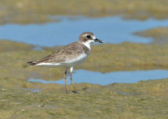 WÜSTENREGENPFEIFER, GREATER SAND PLOVER, CHARADRIUS LESCHENAULTII