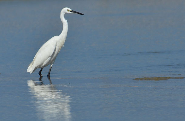 SEIDENREIHER, LITTLE EGRET, EGRETTA GARZETTA