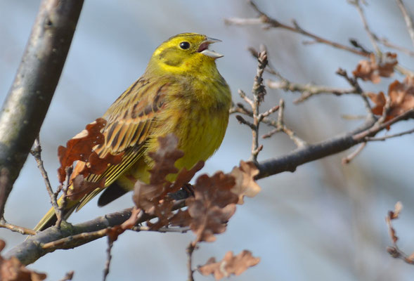 GOLDAMMER, YELLOWHAMMER, EMBERIZA CITRINELLA