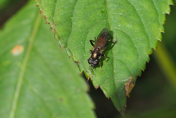 GEMEINE LANGBAUCHSCHWEBFLIEGE, XYLOTA SEGNIS