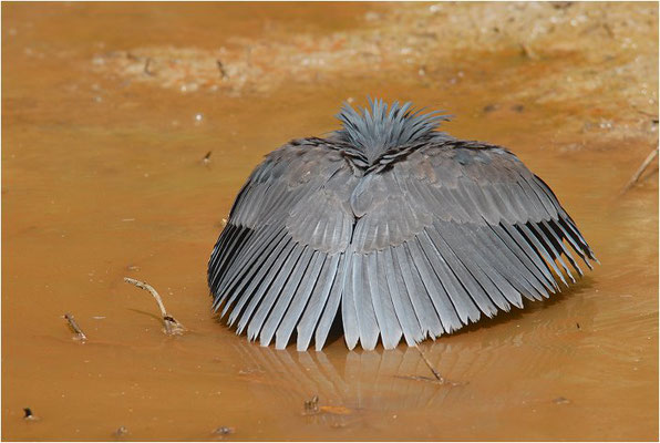 GLOCKENREIHER, BLACK EGRET, EGRETTA ARDESIACA 