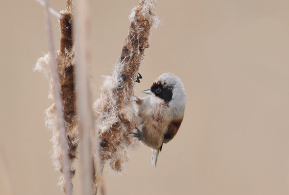 BEUTELMEISE, PENDULINE TIT, REMIZ PENDULINUS