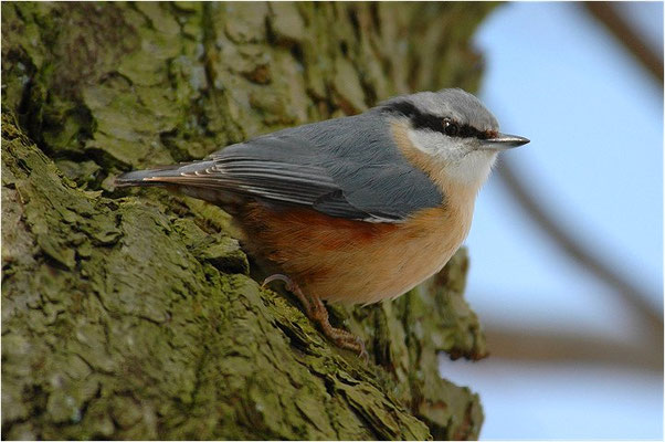 KLEIBER, NUTHATCH, SITTA EUROPAEA